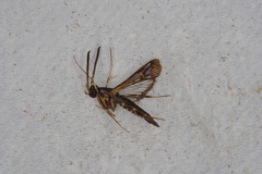 Synanthedon