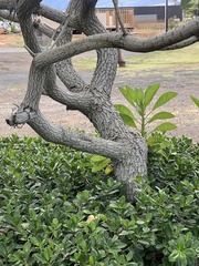 Heliotropium arboreum