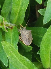 Podisus maculiventris