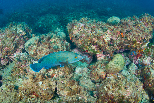 Brown Wrasse, Illes Medes, Les Ferranelles, photo 6 of 10