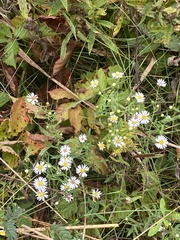 Symphyotrichum firmum