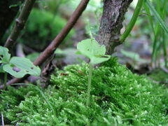 Media resource of Neottia auriculata