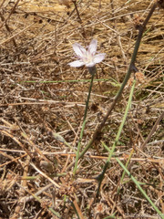 Stephanomeria pauciflora