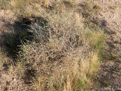 Stephanomeria pauciflora