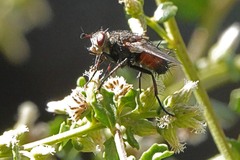 Linnaemya