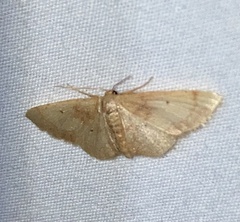 Idaea demissaria
