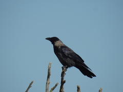 Corvus cornix × corone