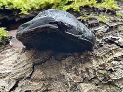 Phellinus igniarius