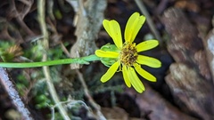 Senecio inaequidens