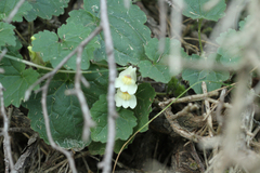 Asarina procumbens