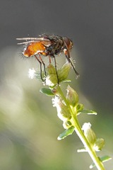 Linnaemya