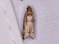 Epinotia