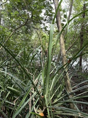 Pandanus odorifer