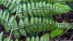 Dryopteris dilatata