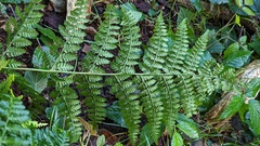 Dryopteris dilatata