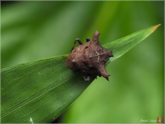 Aeschrocoris obscurus