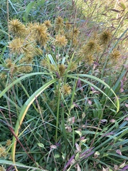 Cyperus strigosus