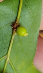 Kokkocynips
