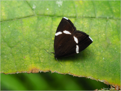Alampla arcifraga