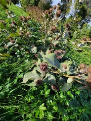 Arctium tomentosum