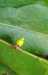Kokkocynips