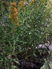 Solidago spectabilis
