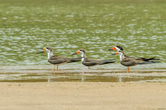 Rynchops niger cinerascens