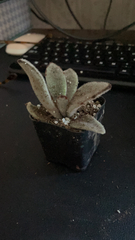 Kalanchoe tomentosa