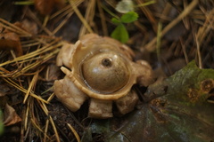 Geastrum triplex