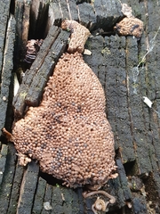 Tubifera