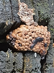 Tubifera