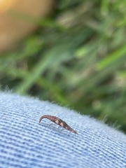 Insecta