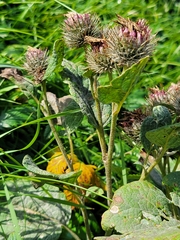 Arctium tomentosum