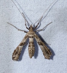 Lineodes interrupta