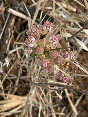 Asclepias cucullata cucullata