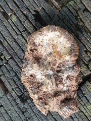 Tubifera