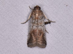 Chararica hystriculella
