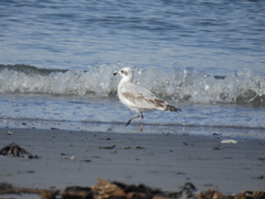 Ichthyaetus melanocephalus