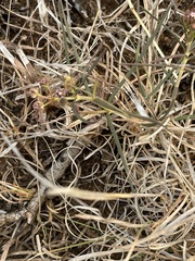 Asclepias cucullata cucullata