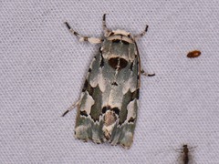 Emarginea percara
