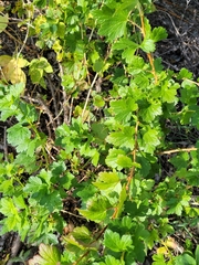 Ribes americanum