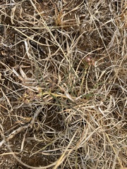 Asclepias cucullata cucullata