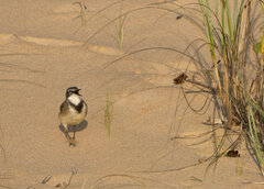 Motacilla capensis capensis