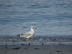 Ichthyaetus melanocephalus