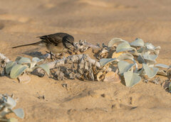 Motacilla capensis capensis