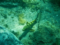 Epinephelus marginatus