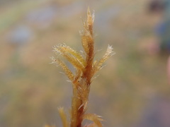 Tomentypnum nitens