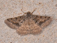 Frederickia s-signata