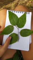 Xylosma suaveolens