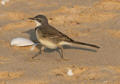 Motacilla capensis capensis